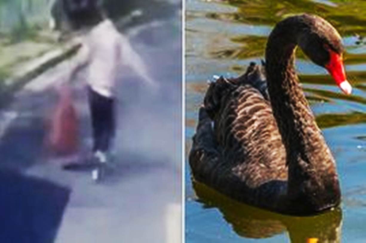 Homem é preso na China por 'roubar cisne negro em parque para fazer sopa'
