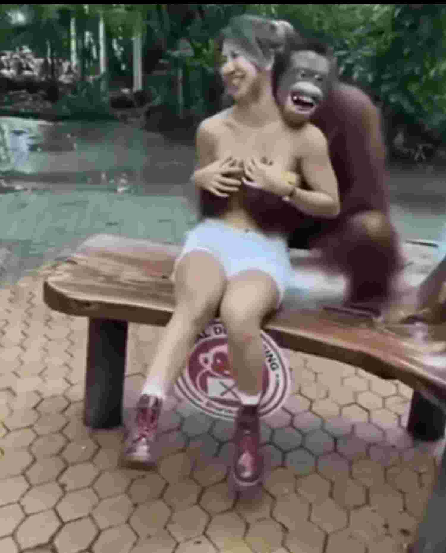 Bizarro: Vídeo mostra orangotango apalpando seios de turista em zoológico -  Arquivos Mundial